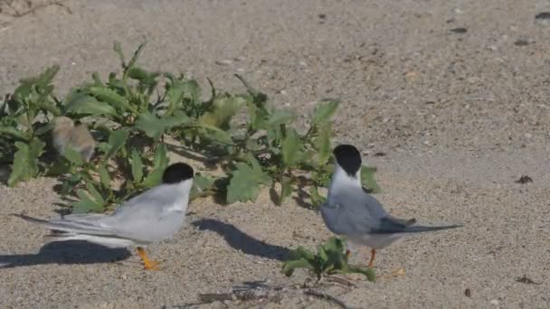 High Frame Rate Clip Little Tern Eating Small Fish Beach — Stock Video