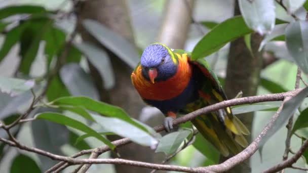 Rainbow Lorikeet Stretches Its Wing Blackbutt Nature Reserve Newcastle Australia — Stock Video