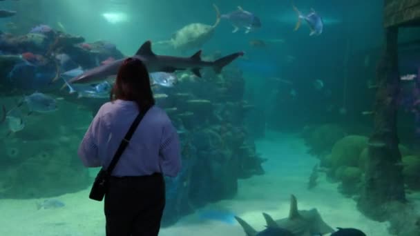 シドニー Australia Dec 2020 女性観光客がシドニーの公共水族館で大きな魚を泳いでいるのを見る — ストック動画
