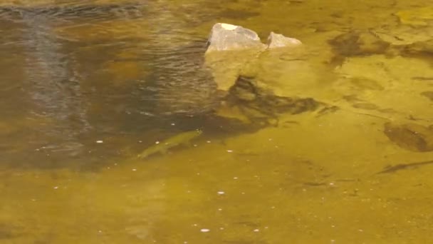 송어는 관목류의 떨어진다 — 비디오
