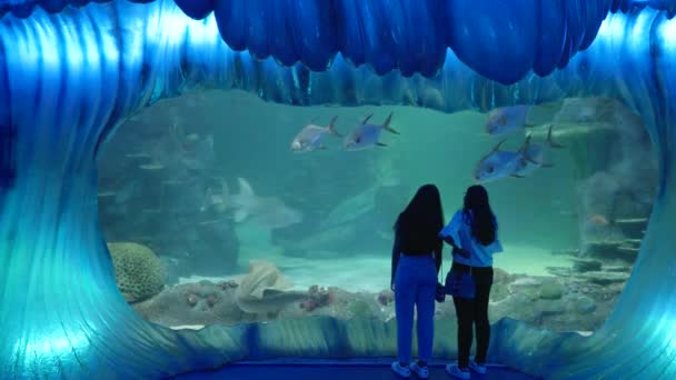 Sydney Australia Dec 2020 两名女孩在悉尼的海豹鱼缸中观看大型鱼类游泳 — 图库视频影像