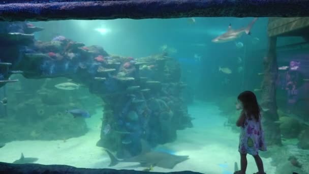 Sydney Australia Dec 2020 一个小女孩在悉尼的一个公共水族馆观看大型海鱼 — 图库视频影像