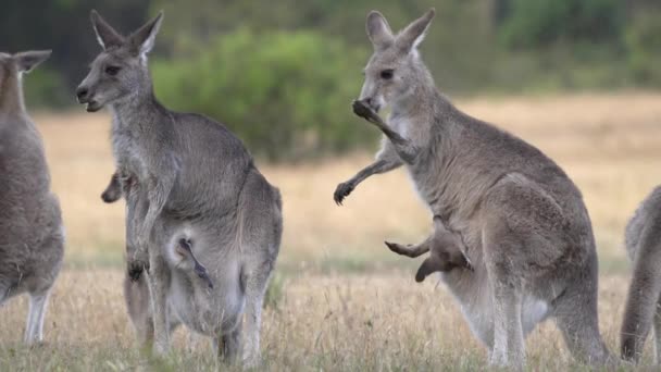Kangaroo Licking Its Arm Cool Hot Summer Day Kosciuszko National — Stock Video