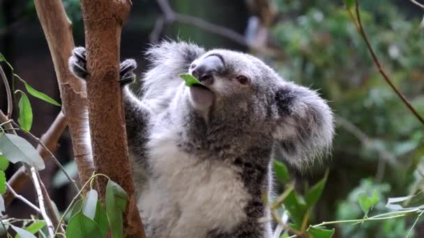 Close Koala Mastigar Uma Folha Eucalipto Reserva Natural Blackbutt Newcastle — Vídeo de Stock