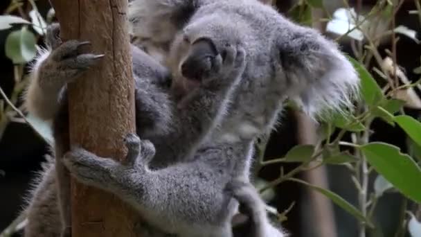 Koala Joey Parece Besar Madre Reserva Natural Blackbutt Newcastle Australia — Vídeos de Stock
