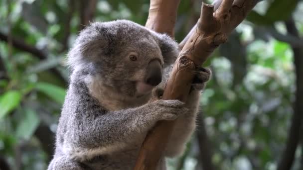 Koala Așezată Într Copac Confruntă Camera Rezervația Naturală Blackbutt Lângă — Videoclip de stoc