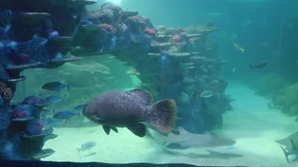 Ein Großer Zackenbarsch Schwimmt Einem Öffentlichen Aquarium Sydney Australien — Stockvideo