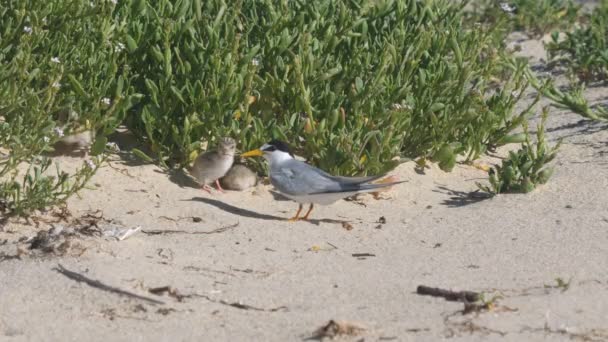 High Frame Rate Clip Little Tern Chick Being Feed Regurgitated — Stock Video