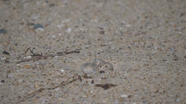 在澳大利亚恩斯图市的一个海滩上 一只小燕鸥飞回了它的卵 — 图库视频影像