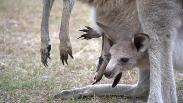 Gros Plan Kangourou Joey Dans Poche Mère Tom Groggin Dans — Video