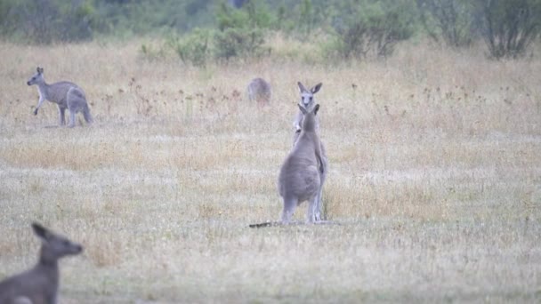 Tracking Shot Van Twee Mannelijke Oostelijke Grijze Kangoeroes Boksen Tom — Stockvideo