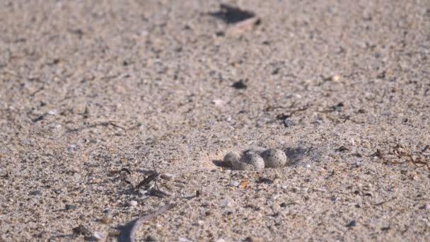 제비갈매기 새끼와 부속품인 올챙이의 해변에서 부화되지 — 비디오