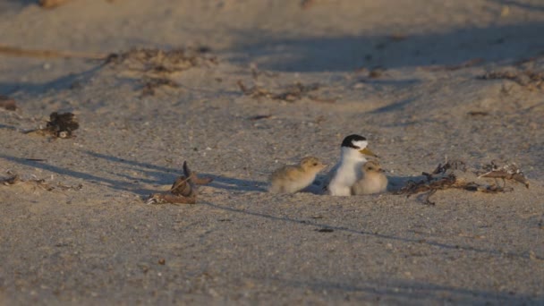 Υψηλό Frame Rate Front View Των Μικρών Νεοσσών Tern Επιστρέφουν — Αρχείο Βίντεο