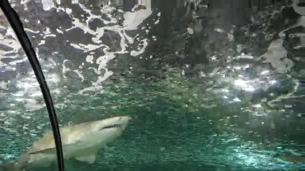 澳大利亚悉尼的一个公共水族馆里 一只灰色的护士鲨鱼走近了它 — 图库视频影像