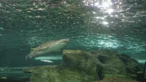 Široký Záběr Žraloka Šedého Veřejném Akváriu Sydney Austrálii — Stock video