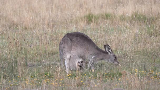 Doğu Grey Kanguru Kesesinde Joey Ile Kosciuszko Ulusal Parkı Ndaki — Stok video