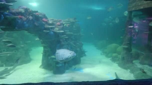 Een Grote Queensland Tandbaars Nadert Bij Een Openbaar Aquarium Sydney — Stockvideo