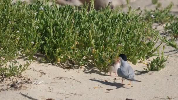 High Frame Rate Clip Little Tern Chick Being Fed Fish — Stock Video
