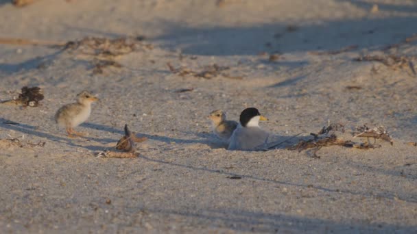High Frame Rate Clip Little Tern Chicks Walking Away Parent — Stock Video