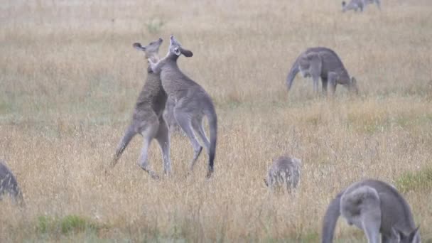 Deux Mâles Kangourous Gris Est Battent Parc National Kosciuszko Nsw — Video