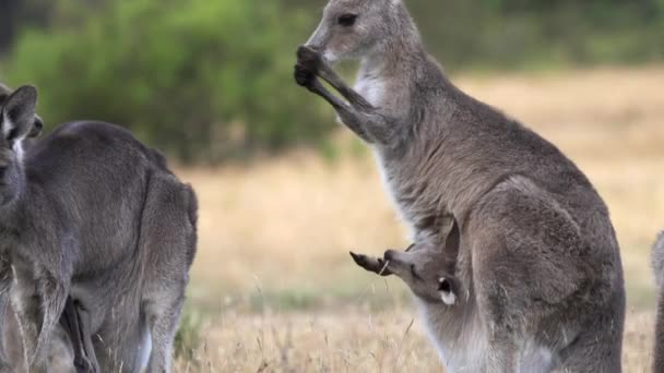 Närbild Östgrå Känguru Slickar Sina Armar För Att Svalka Sig — Stockvideo