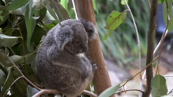 Koala Joey Coça Seu Lado Reserva Natural Blackbutt Newcastle Austrália — Vídeo de Stock