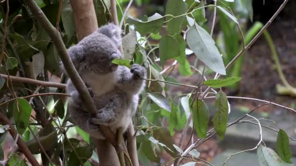 Koala Joey Inspects Eucalyptus Leaf Eating Blackbutt Nature Reserve Newcastle — Stock Video