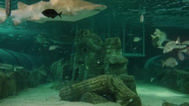 Sydney, Avustralya 'daki deniz akvaryumunda ılıman bir okyanus tankında köpek balıkları ve balıklar.