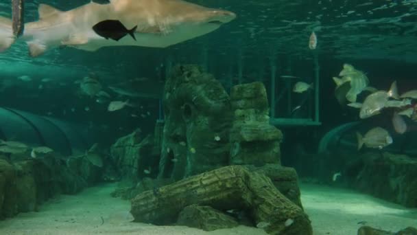 澳大利亚悉尼的海豹生活水族馆的一个温带气候的海槽里的鲨鱼和鱼 — 图库视频影像