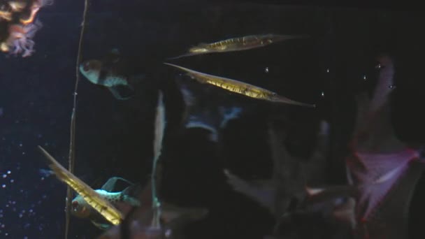 Ένα Σχολείο Από Αυλάκια Razorfish Ένα Δημόσιο Ενυδρείο Στο Σύδνεϋ — Αρχείο Βίντεο