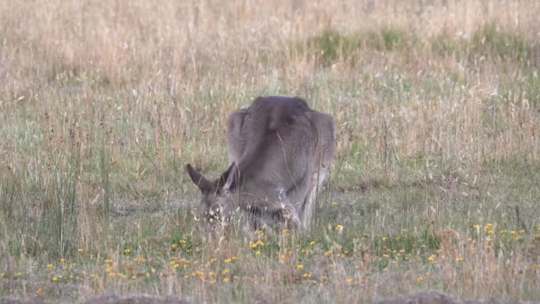 Vista Frontal Canguru Com Seu Joey Pastando Grama Parque Nacional — Vídeo de Stock