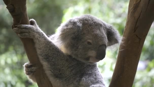 Close Young Koala Blackbutt Reserve Nature Reserve Newcastle Australia — Stock Video