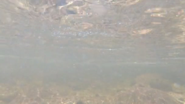 Tiro Bajo Agua Lucha Contra Una Trucha Arco Iris Río — Vídeos de Stock