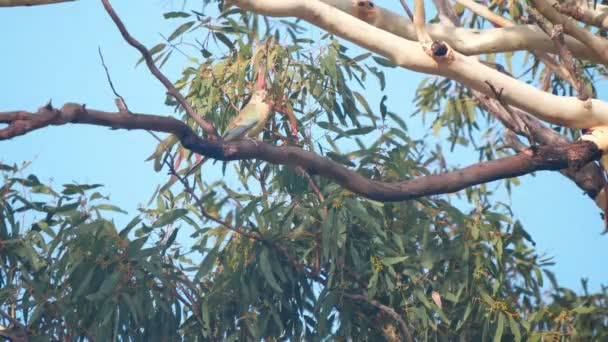 Klip Wysokiej Częstotliwości Klatek Papugi Czerwonej Drzewie Dziąseł Glen Davis — Wideo stockowe