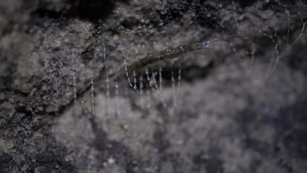将萤火虫关在澳大利亚Nsw岩石堆附近废弃的铁道隧道中 — 图库视频影像