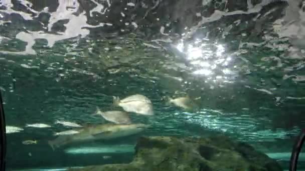 Šedý Sestřička Žralok Ryby Akváriu Sealife Sydney Austrálie — Stock video