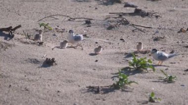 NSW, Avustralya 'daki bir plajın girişindeki küçük deniz yeşili yetişkinlerin ve civcivlerin yüksek çerçeve oranı klibi