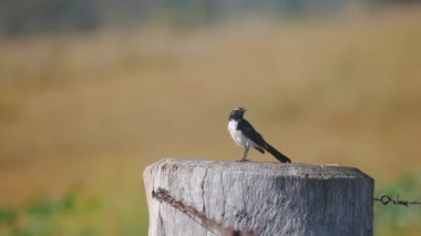 Willie Wagtail adında bir kuş, Avustralya 'da Glen Davis' de bir çit direğinde.