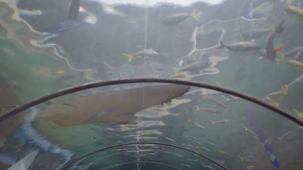 Lassított Felvételen Egy Rája Úszik Egy Üvegalagúton Sealife Akváriumban Sydneyben — Stock videók