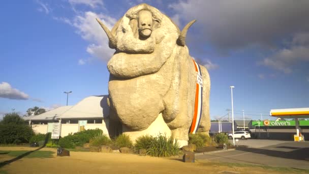 ジンバル スティディカムは オーストラリア ニューサウスウェールズのゴールバーンで大きなメリノに向かって歩いてショット — ストック動画