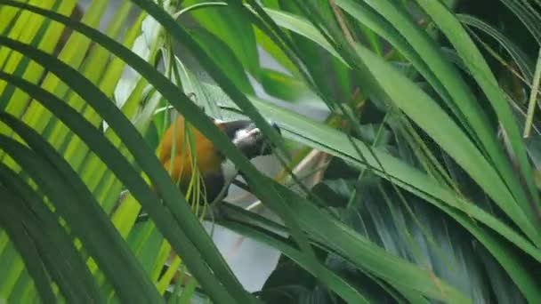 Palmiye Ağacında Yiyecek Arayan Mavi Yüzlü Bir Beyaz Adamın Yüksek — Stok video