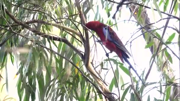 Karmozijnrode Rosella Zoek Naar Voedsel Een Eucalyptusboom Bij Katoomba Blauwe — Stockvideo
