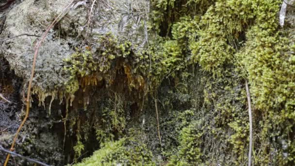 水滴出苔藓生长在萤火虫隧道入口附近的岩石圈 澳大利亚 — 图库视频影像