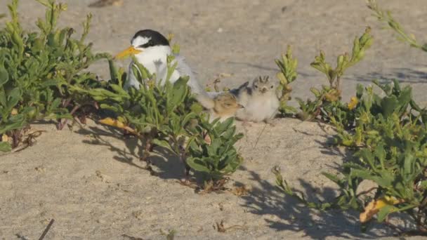 位于澳大利亚恩斯图市的海滩上 两只小燕鸥与父母一起在海滩上休息的高帧率视频 — 图库视频影像