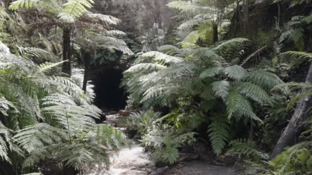 Pánev Vchodu Zářícího Červího Tunelu Blízkosti Litgow Nsw Austrálie — Stock video