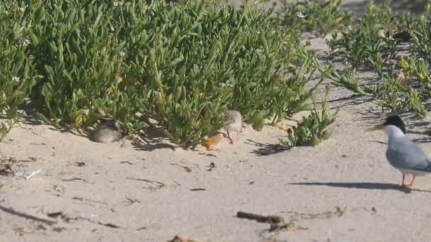 오스트레일리아 Nsw의 입구에서 그늘에서 해변에 병아리의 프레임 — 비디오