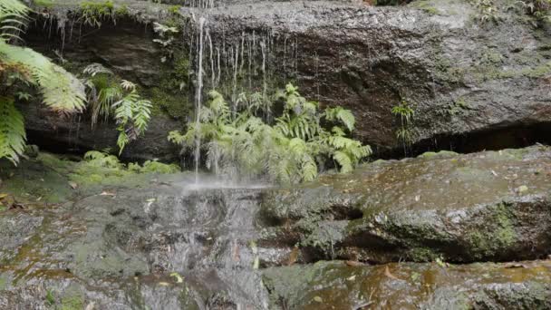 闭合在澳大利亚Nsw蓝色山区Katoomba附近的一个小瀑布上 — 图库视频影像