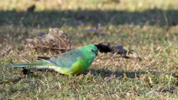 Bliski Widok Papugi Czerwonej Żerującej Ziemi Tamworth Nsw Australia — Wideo stockowe