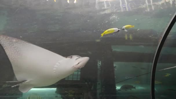 シドニー海洋水族館の イーグルレイの サイドビュートラッキングクリップ — ストック動画