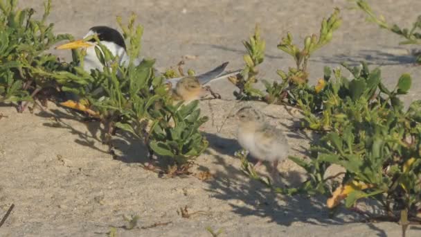 Two Little Tern Chicks Adult Sitting Beach Entrance Nsw Australia — Stock Video